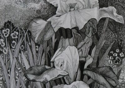 Bearded iris 2 by Elizabeth McCrimmon