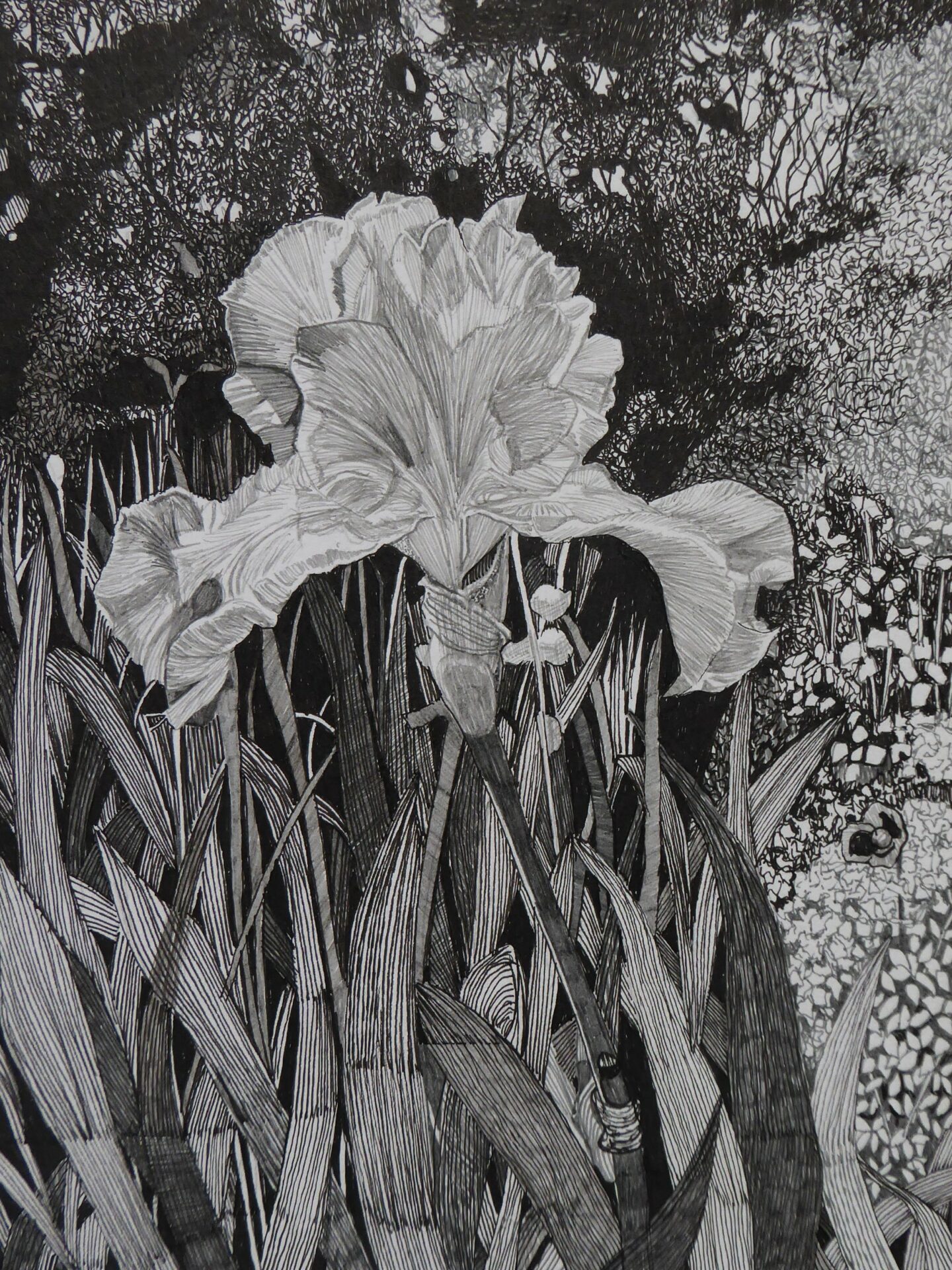 Bearded iris by Elizabeth McCrimmon