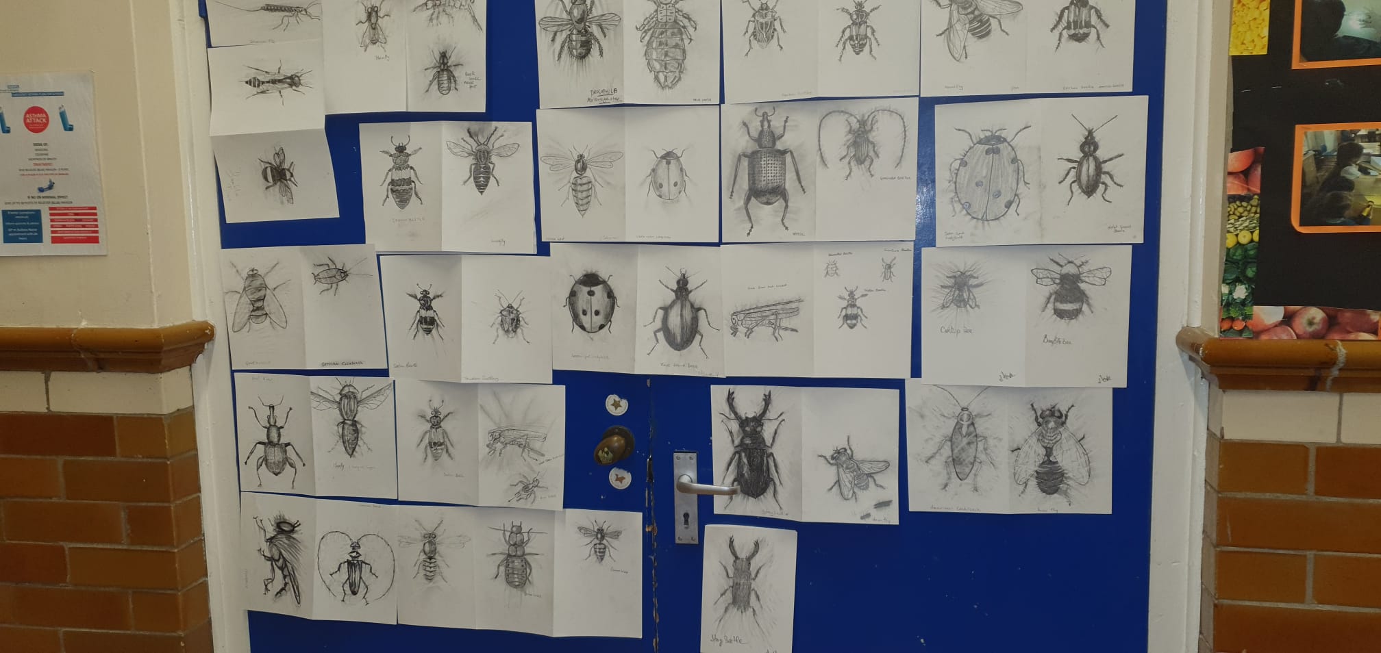 Pencil drawings of insects